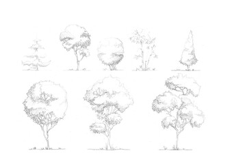 Fototapeta premium Pencil sketch of a tree with hand-drawn lines, showing natural shape, branches, and texture. A detailed monochrome illustration suitable for botanical use, artistic design, or educational material.