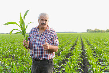 Senior farmer inspecting corn crop growth and giving thumbs up in field