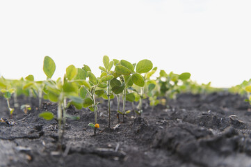 Young soybean plants growing in fertile soil