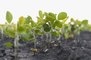Young soybean plants growing in cultivated agricultural field
