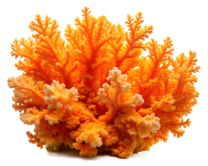 orange flower isolated on white background. PNG Transparent file type with high definition quality And vibrant color grading Available.