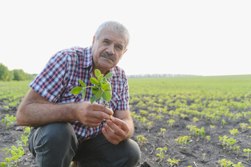 Senior agronomist examining soybean plant in cultivated field