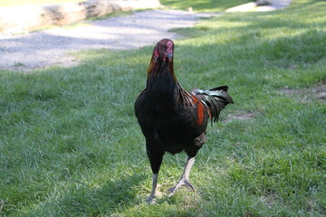 rooster in the field