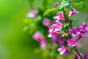 pink weigela blooms in the Botanical garden
