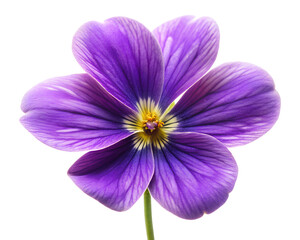 violet flower isolated on white background. PNG Transparent file type with high definition quality And vibrant color grading Available.