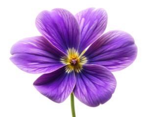 violet flower isolated on white background. PNG Transparent file type with high definition quality And vibrant color grading Available.
