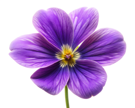 violet flower isolated on white background. PNG Transparent file type with high definition quality And vibrant color grading Available.