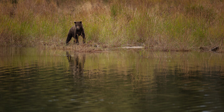 Brown Bear Katmai Brooks Falls Brooks River Fall Autumn pano 