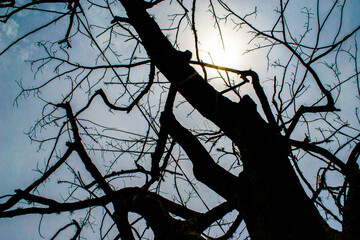 tree branches against blue sky