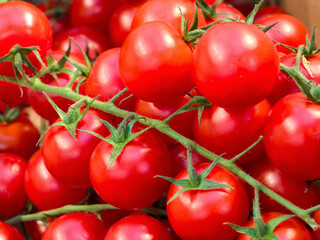 Fresh red tomatoes on vine displayed at local market during autumn season