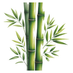Fototapeta premium A watercolor painting of bamboo stalks and leaves is isolated on white background, showcasing the plants natural beauty