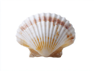 Beautiful scallop shell displayed on white background showcasing natural patterns and textures found in marine environments