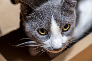 Cute cat sitting, hiding, playing in cardboard box, domestic cat in the cardboard box. paper box. cat curiously looks out. Pet friendly and care concept.
