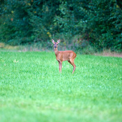 roedeer in a field in front of a forest