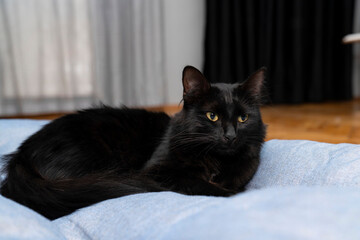 Two domestic cats relaxing in a cozy modern cat-friendly home with soft bedding and a stylish...