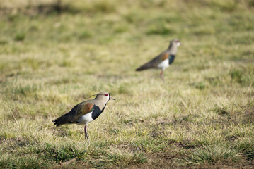 Two Southern lapwing walking on grass. Copy space