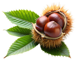 chestnuts  isolated on white background. PNG Transparent file type with high definition quality And vibrant color grading Available.