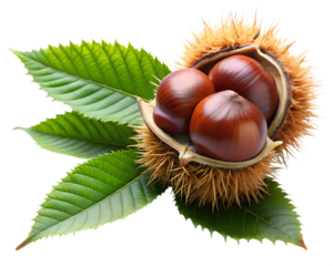 chestnuts  isolated on white background. PNG Transparent file type with high definition quality And vibrant color grading Available.