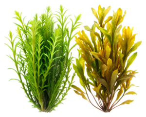 green wheat ears isolated on white background. PNG Transparent file type with high definition quality And vibrant color grading Available.