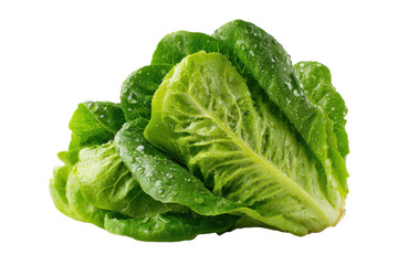 Romaine lettuce isolated on a white and transparent