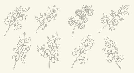 Line Art Berries Blueberries Raspberries More.