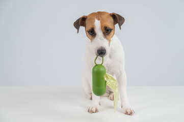 Jack Russell Terrier dog holding container with dog waste bag. 