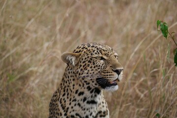 Fototapeta premium Leopard Portrait in the Wild