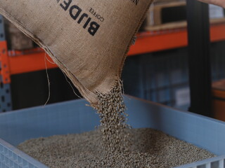 Green Coffee Bean Transfer Operation