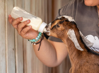 Cute baby goat fed with milk bottle 