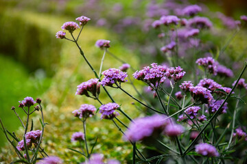 Sunny summer purple verbena patagonia field