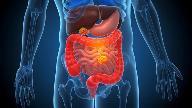 Digestive system 3D model, anatomy, human body, medical, healthcare