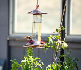 Humming bird drinking nectar at feeder front view © Franz Sidney Art