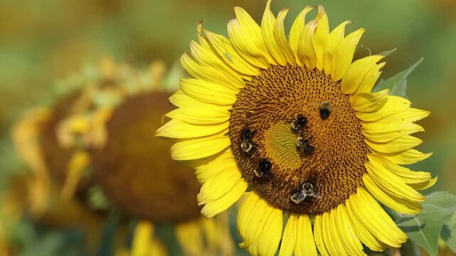 Bumble honeybees lit on face of sunflower in giant sunflower field. 