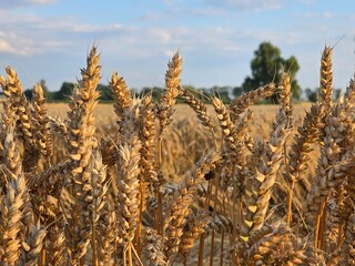 This image shows an expansive, sun-drenched field of golden wheat, with individual stalks and ears...