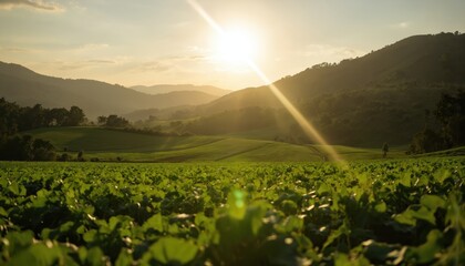 Tranquil rural scene with sun setting over large field of rich green vegetation. Undulating terrain dotted with tall, verdant plants. Clear blue sky provides stunning backdrop for field. Warm, golden