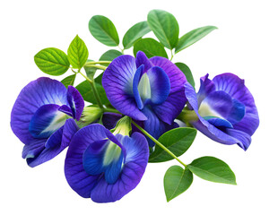 violet green pea flowers isolated on white background. PNG Transparent file type with high definition quality And vibrant color grading Available.
