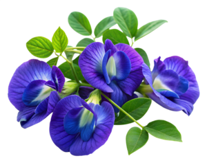 violet green pea flowers isolated on white background. PNG Transparent file type with high definition quality And vibrant color grading Available.