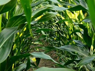 This image provides an immersive view within a thriving cornfield, showcasing rows of tall green...