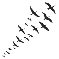 Fototapeta premium Flock of geese silhouettes flying in formation against a white background