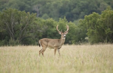 Fototapeta premium White deer buck with brown antlers stands in Texas farmland verdant field. Deer gazing left, surrounded by tall grass, trees in serene natural habitat. Adult cervid mammal outdoors in forest, wild