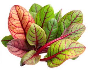 green leaf  isolated on white background. PNG Transparent file type with high definition quality And vibrant color grading Available.