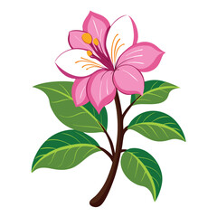 pink and white flower