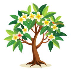 Fototapeta premium frangipani tree