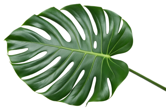 Monstera Tropical Leaf Isolated PNG. monstera, tropical, leaf.