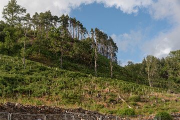 Bulmaha  Loch Lomond Scotland UK. 06.07.2025. Newly planted trees on hillside which overlooks Loch Lomond Scotland UK