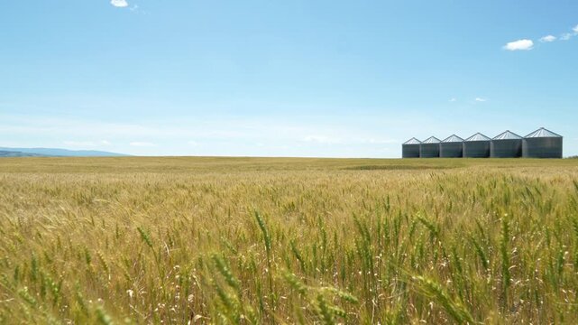 Slow motion grain field in wind on sunny day near silos