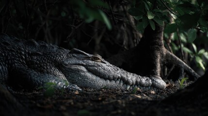 Obraz premium Salty Crocodile Rests in the Shadows of Mangroves Under Ambient Dark Light With a Serene Atmosphere