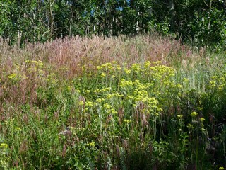 Summer Wildflower Meadow with Ripening Grasses on Sugarloaf Mountain Trail, Colorado