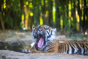 Safari Ramat-Gan Israel, 3 July 2025 - Bengal Tiger Yawning with Tongue Extended