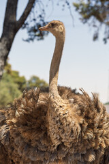 Safari Ramat-Gan Israel, 3 July 2025 - Close-up of an Ostrich in a Sunny Environment